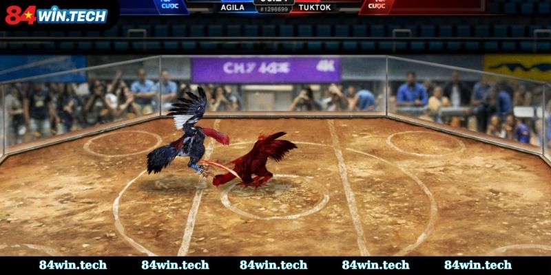 Cách Đá Gà Mạng Luôn Thắng