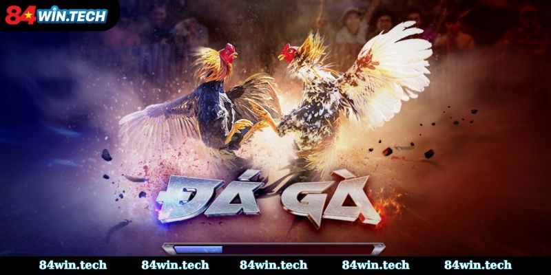 Khái Niệm Đá Gà Mạng Là Gì?