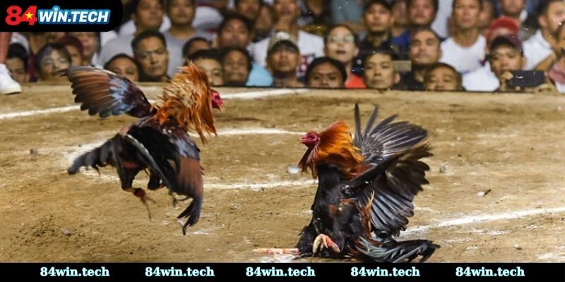 Tổng quan về hình thức trò chơi đá gà 12 con giáp