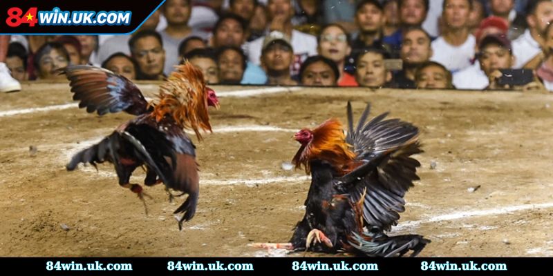 Giao diện thân thiện dễ sử dụng để theo dõi chiến kê