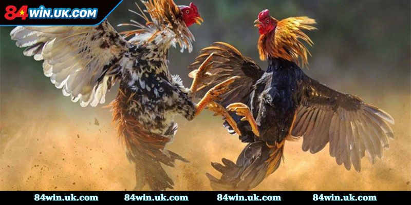 Tổng quan thông tin về sàn đá gà 1xbet