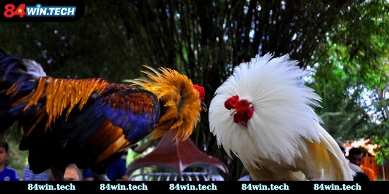 Luật Chơi Cơ Bản Trong Đá Gà Ăn Tiền