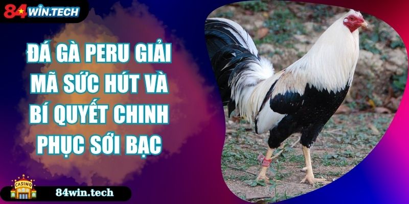 Đá Gà Peru Giải Mã Sức Hút Và Bí Quyết Chinh Phục Sới Bạc