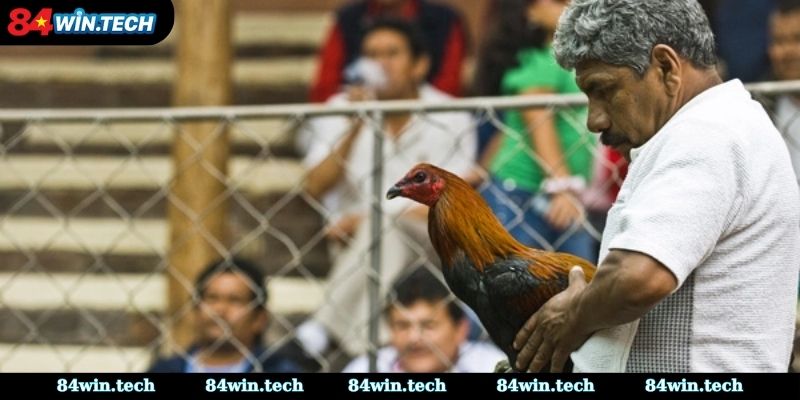 Bí quyết vàng để chinh phục sới bạc đá Gà Peru