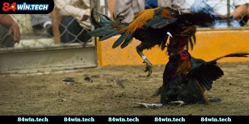 Sức hút khó cưỡng của đấu trường đá Gà Peru