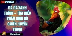 Đá Gà Xanh Trích – Tìm Hiểu Toàn Diện Gà Chiến Huyền Thoại