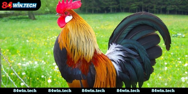 Đặc điểm nổi bật của đá gà xanh trích