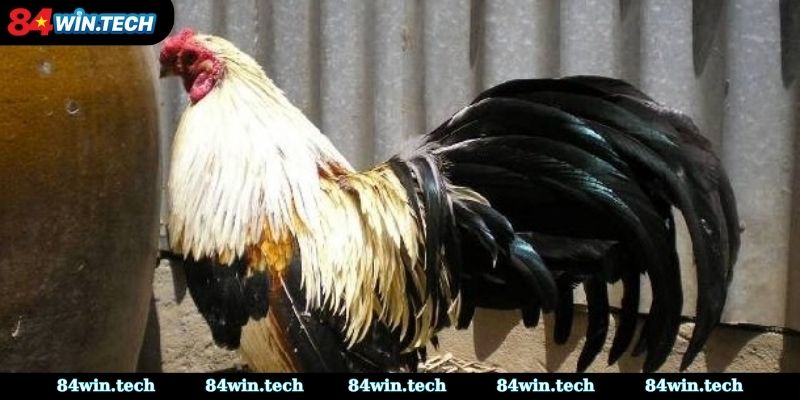 Lưu ý chăm sóc đá gà xanh trích