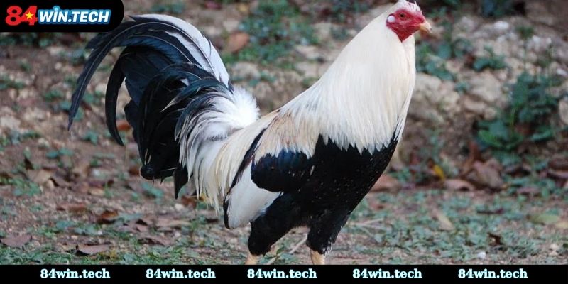 Cách nhận biết gà xanh trích