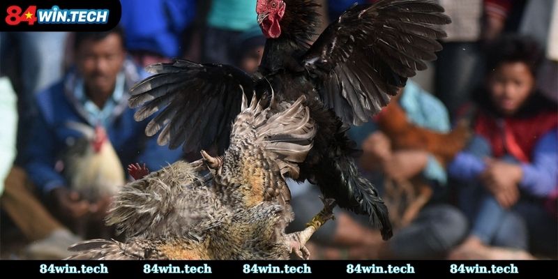 Khanh Supper đá gà áp dụng hệ thống huấn luyện